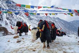 Gangtok Tour Guide